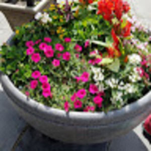 Meet your Posher, Sue